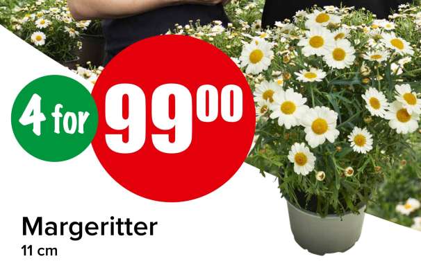 Margeritter