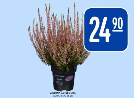 CALLUNA GARDEN GIRL