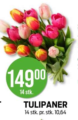 Tulipaner