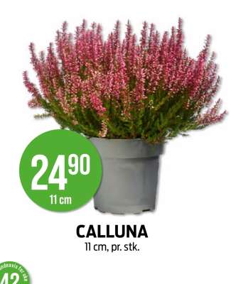 CALLUNA