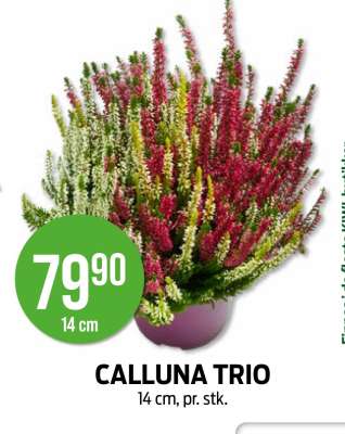 CALLUNA TRIO